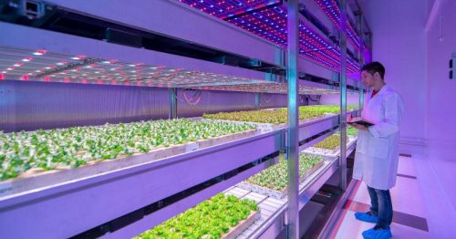 LED indoor farms could change the food industry, and help solve world hunger