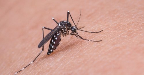 Crean imitación de piel humana para estudiar picaduras de mosquitos