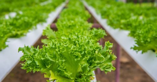 Japan is building a fully-automated indoor farm capable of producing 30,000 heads of lettuce per day