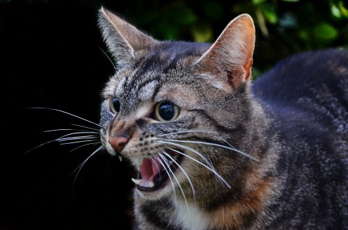 cat growling at new kitten cat growling at new kitten