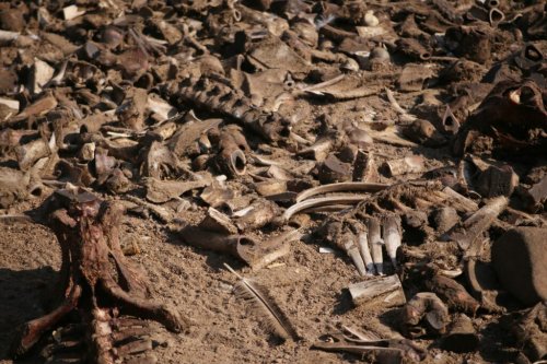 13 Mass Extinctions Most People Have Never Heard Of