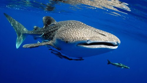 Best Places In The World To Swim, Scuba Dive, or Snorkel With Whale Sharks