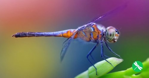 One Dragonfly Can Eat 100s of Mosquitoes per Day: Keep These Plants in Your Yard to Attract Dragonflies!