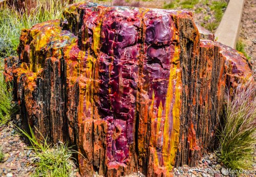 The Forest That Turned to Stone: Fossilized Wood and Ancient Clues in Arizona