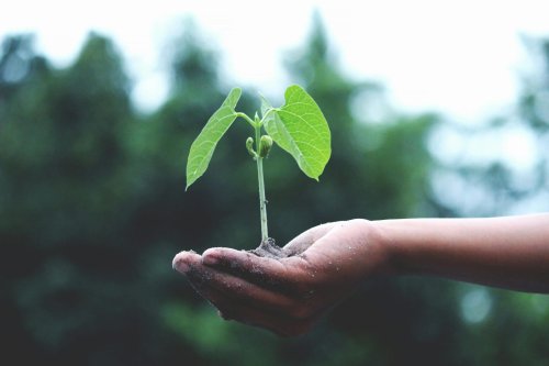 How Ecosystems Recover from Natural Disasters