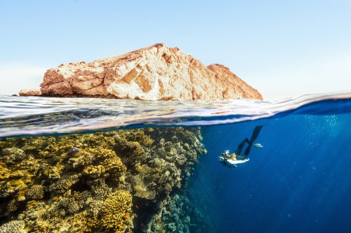 How AI Is Simulating Ecosystems — And What It’s Telling Us About the Planet’s Future