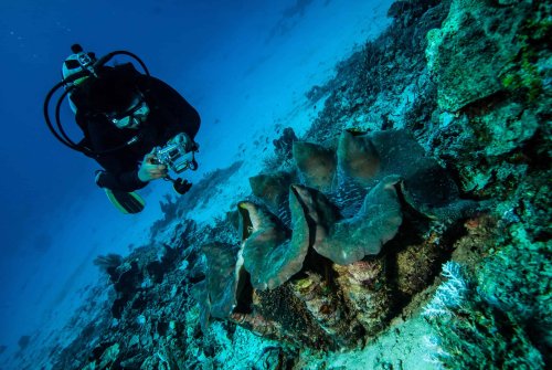 From Sea to Sky: Giant Clams and the Future of Solar Energy - discoverwildscience