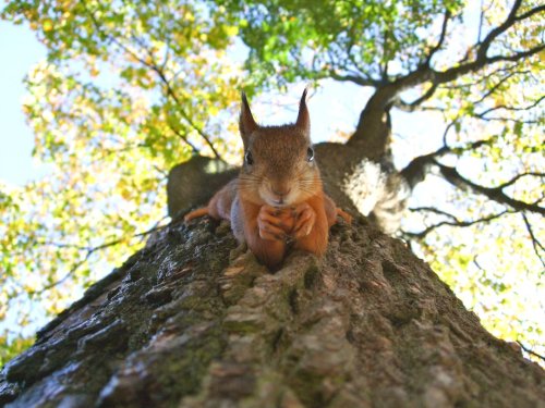 Florida’s Drunk Squirrels Are Back — And They’re Waging War on Birdfeeders Again