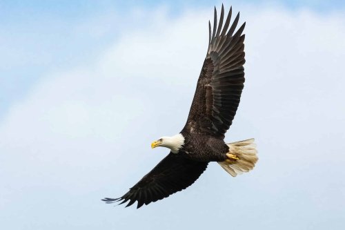 The Forgotten Giants: The Ancient Eagles That Hunted Humans in New Zealand - discoverwildscience