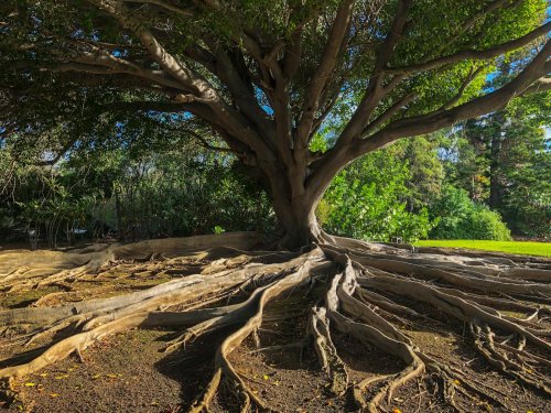 The Power of Trees How Planting One Can Shape Our Future