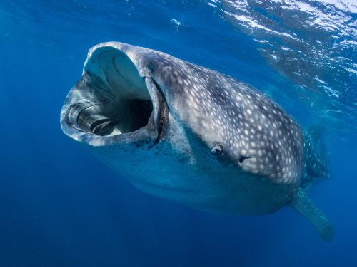 Crustaceans That Jam Whale Songs: Unexpected Underwater Noise Pollution War