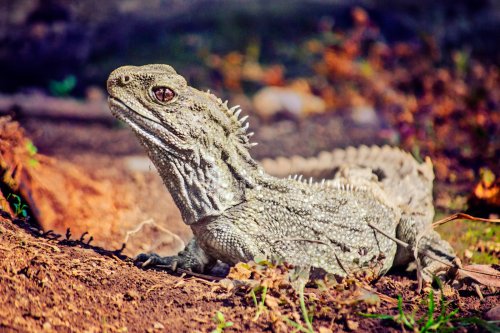 The Truth About "Living Fossils": Are These Creatures Really Unchanged for Millions of Years? - discoverwildscience