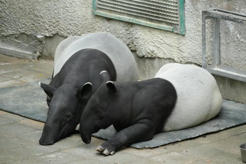 The Tapir Is Malaysia’s Strange, Snouted Unicorn — and It Needs Saving