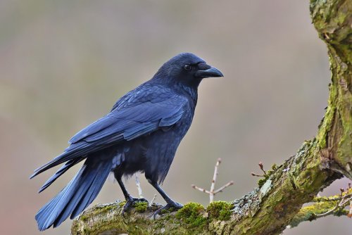 8 Things Crows Can Do That Scientists Once Thought Only Humans Could