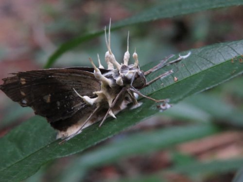 The Cordyceps Fungus That Bursts Out of Insects Like an Alien