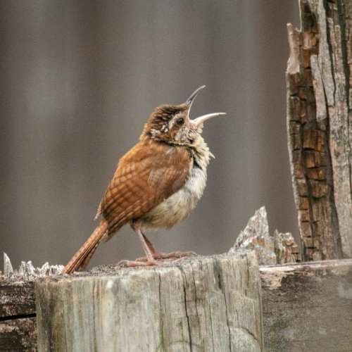 The Silent Forests: What Happens When the Songbirds Go First