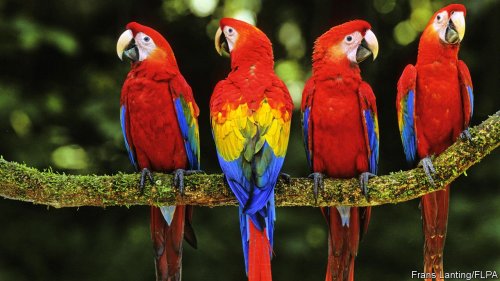 The Secret Emotional Lives of Parrots: Are They Just Colorful Feathered Toddlers?