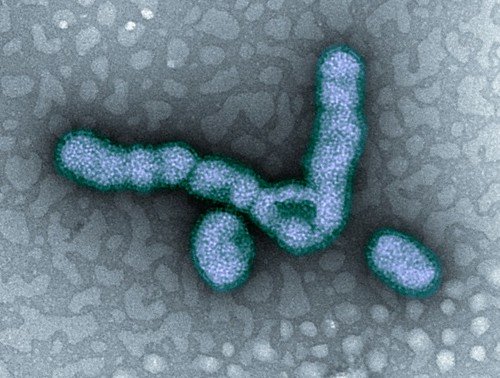 Viruses in the Ocean: The Most Abundant Lifeform You’ve Never Heard Of