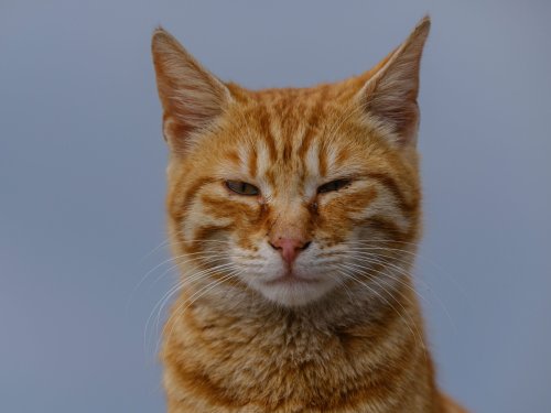 Behavioral Science Says When a Cat Slow-Blinks at You It Is Not Just Relaxed – It Is Doing Something That Requires Real Cognitive Effort