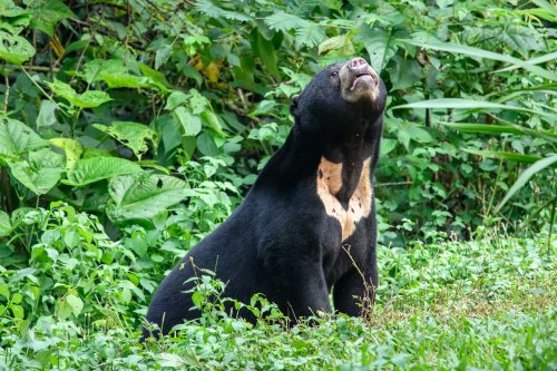 The Sun Bear’s Strange Tongue and Stranger Behavior: Ecology’s Tiny Climber