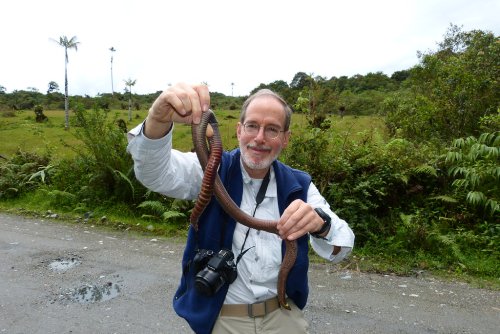 New Zealand Has Earthworms So Big They Look Like Slimy Garden Hoses