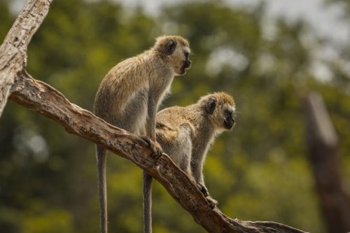 Vervet Monkeys Use Different Alarm Calls for Different Predators - discoverwildscience