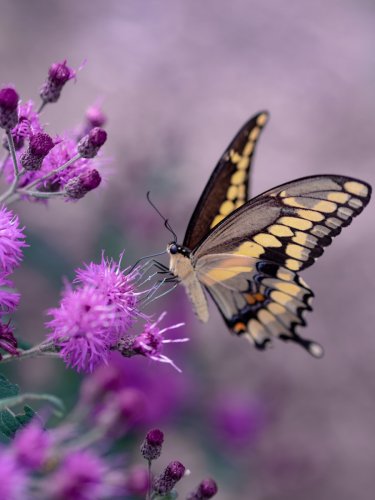 The Importance of Pollinators: Saving Bees, Butterflies, and Bats - discoverwildscience
