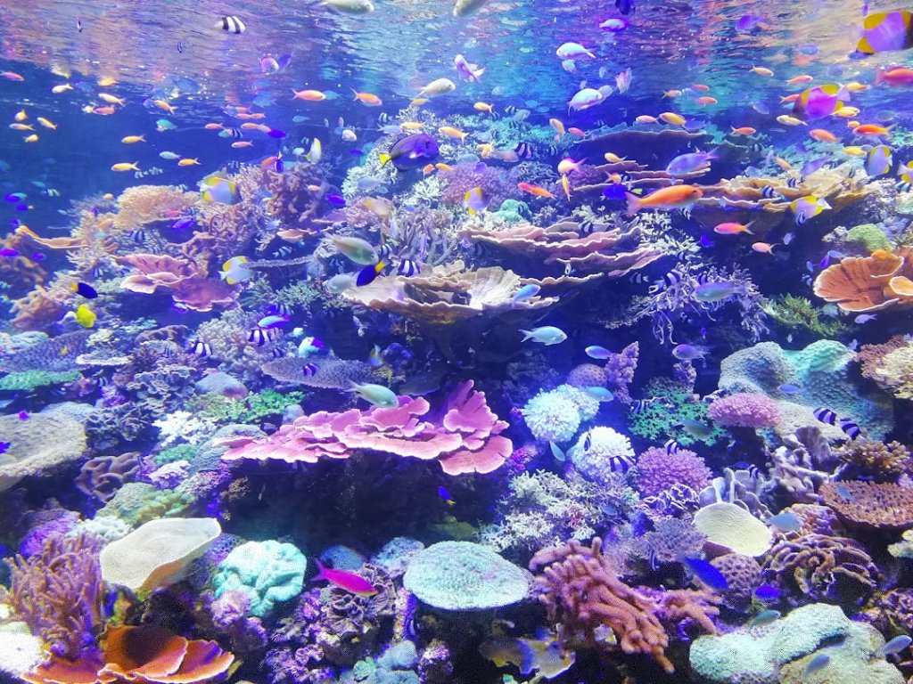 Marine Biology - cover