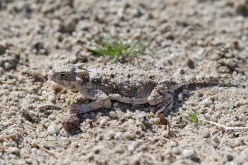 The Lizard That Shoots Blood From Its Eyes (Horned Lizard)