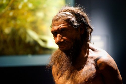 Could Scientists Bring Back the Neanderthals? What De-Extinction Research Says - discoverwildscience