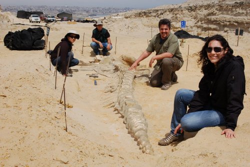 Fossilized Whales in Chile’s Atacama Desert Puzzle Paleontologists