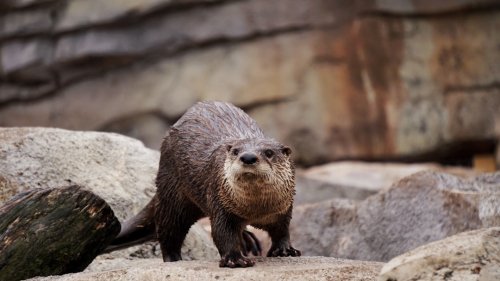Singapore’s Otters Are Forming Gangs — And They’re Getting Political