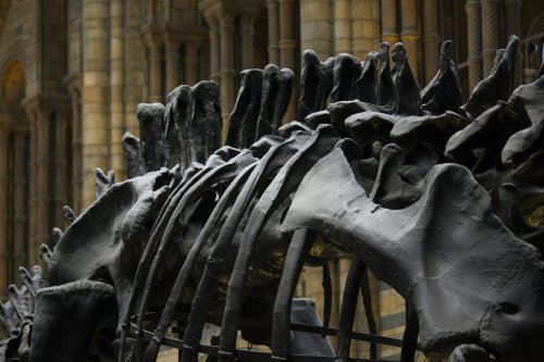 Locked in Battle: The Dinosaur Fossils That Froze a Cretaceous Fight in Time