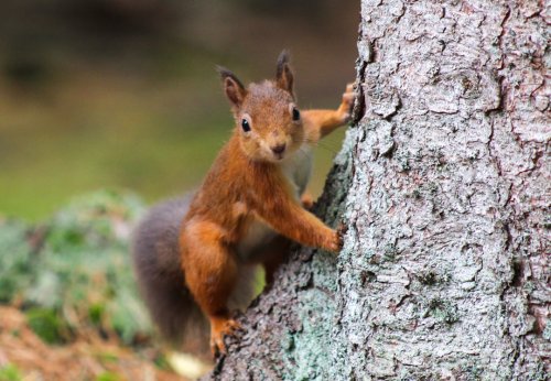 Squirrels That Ferment Their Own Fruit Snacks (and Then Forget Where They Hid Them)