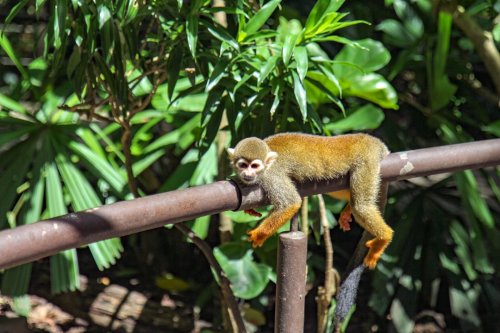 Zoos as Arks: Why They Matter in the Age of Mass Extinction - discoverwildscience
