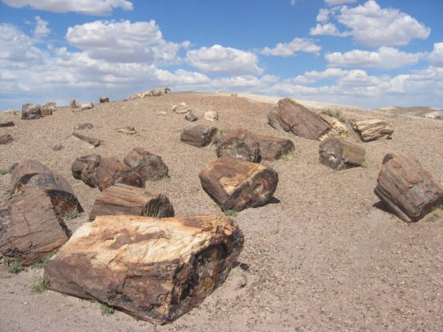 The Petrified Forest That Was Once a Lush Tropical Jungle in Arizona - discoverwildscience