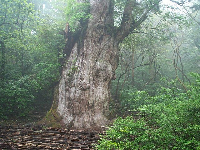 12 Trees Alive Today That Predate Every Written Language