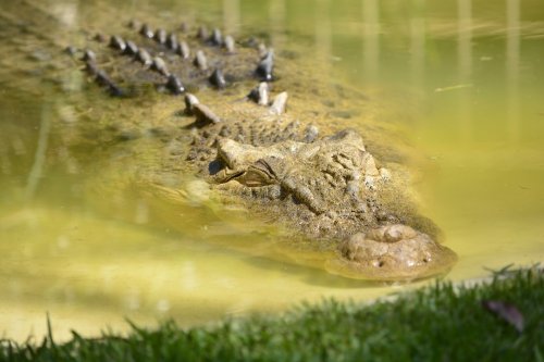 Florida’s Fish and Wildlife Laws Are So Weird They Might Just Work - discoverwildscience