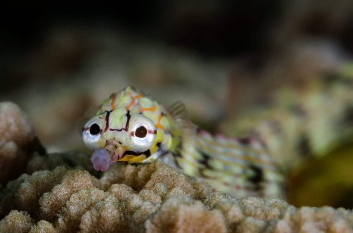 The Most Fascinating Animal Discoveries of the 21st Century So Far