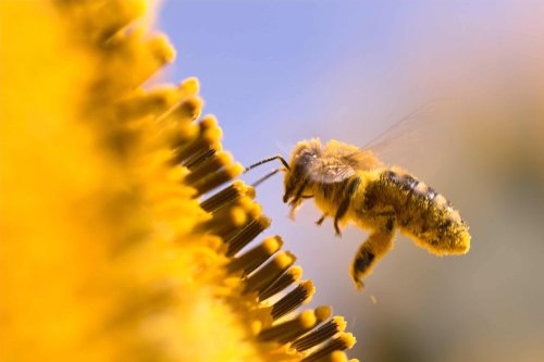 Rethinking Animal Consciousness In Insects - discoverwildscience