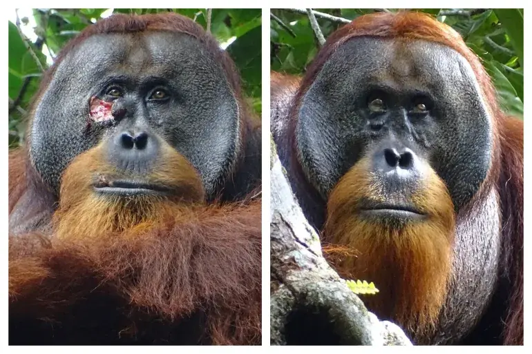 Animal Behavior cover image