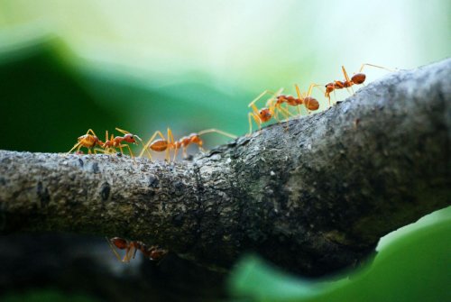 The First Farmers on Earth: How Leafcutter Ants Have Been Practicing Agriculture for 50 Million Years - discoverwildscience