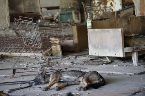 The Chernobyl Zone Has Wolves, Boars, and a Surprisingly Vibrant Nightlife