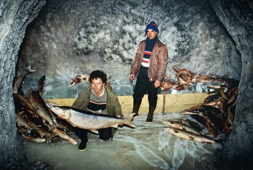 Siberia’s Melting Permafrost Is Releasing Creatures From the Ice Age