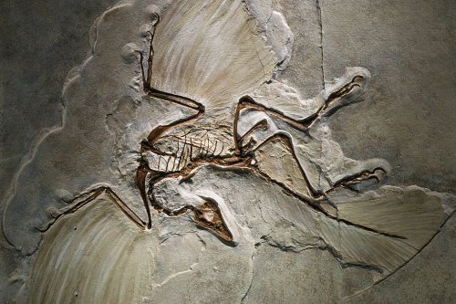 Scientists Just Found How One Fossil May Prove Flight Evolved Multiple Times