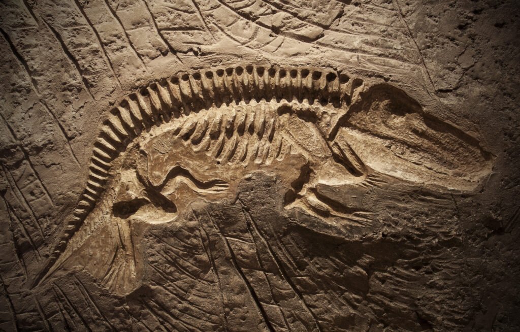 Paleontology cover image