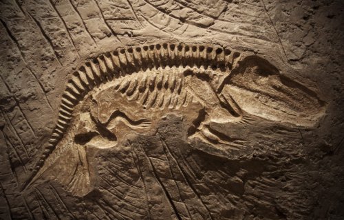 Paleontology - cover