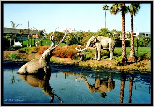 The La Brea Tar Pits: Where Prehistoric Animals Went to Die in Slow Motion