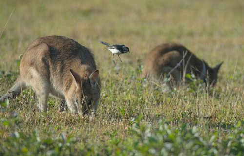 Wallabies on Opium? Australia’s Strangest Drug Ring