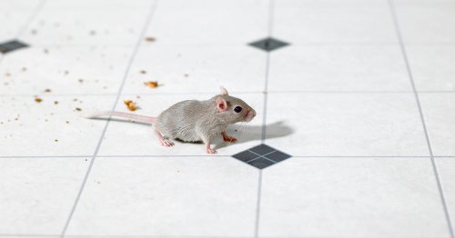 A Woman Encounters Fellow College Students Who Eat Mice Together, Launching "Micegate" Craze